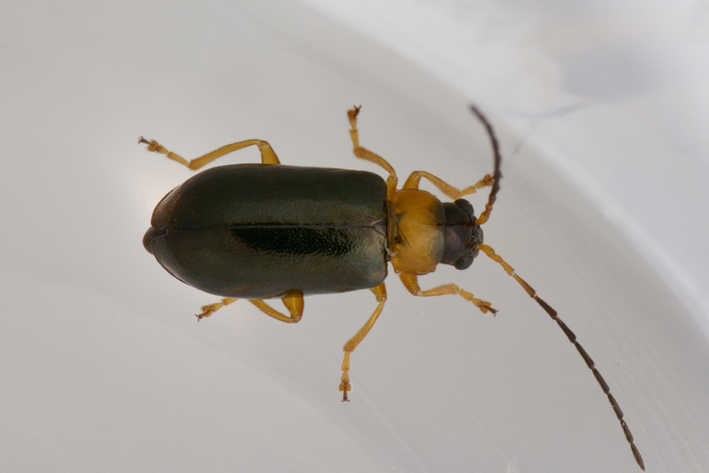 Chrysomelidae: Luperus sp. (L. pygmaeus opp. L. leonardii)